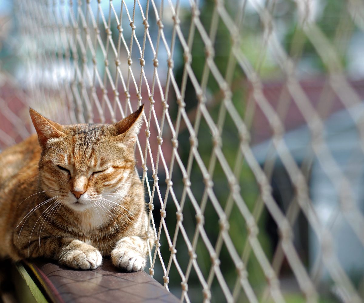 Gato descansando ao lado de uma rede de proteção